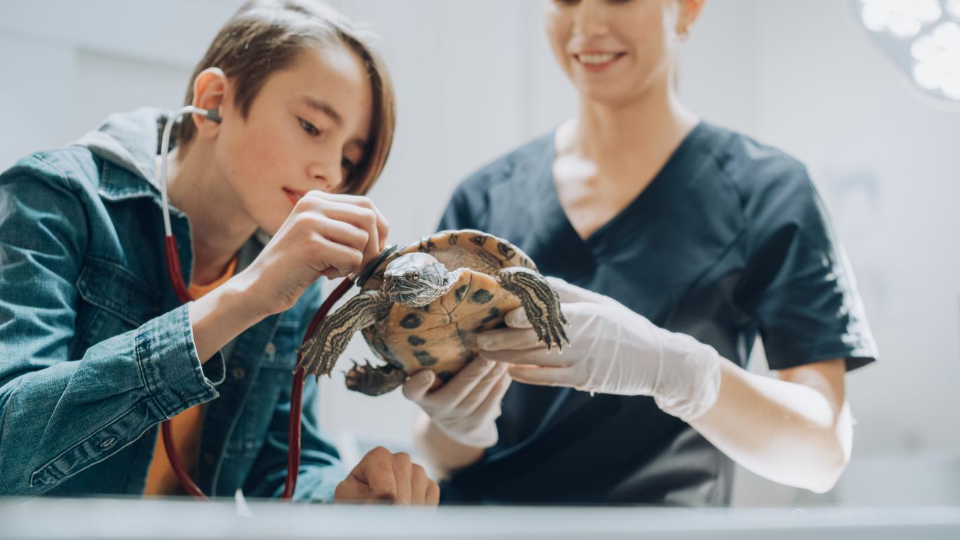 A veterinarian and her assistant support a rescue turtle in a veterinary office.