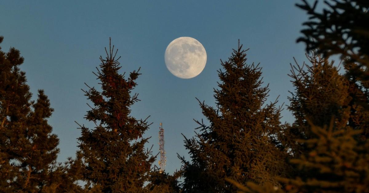 A large full moon hangs over a much of pine tress with a cell tower visible in the background 