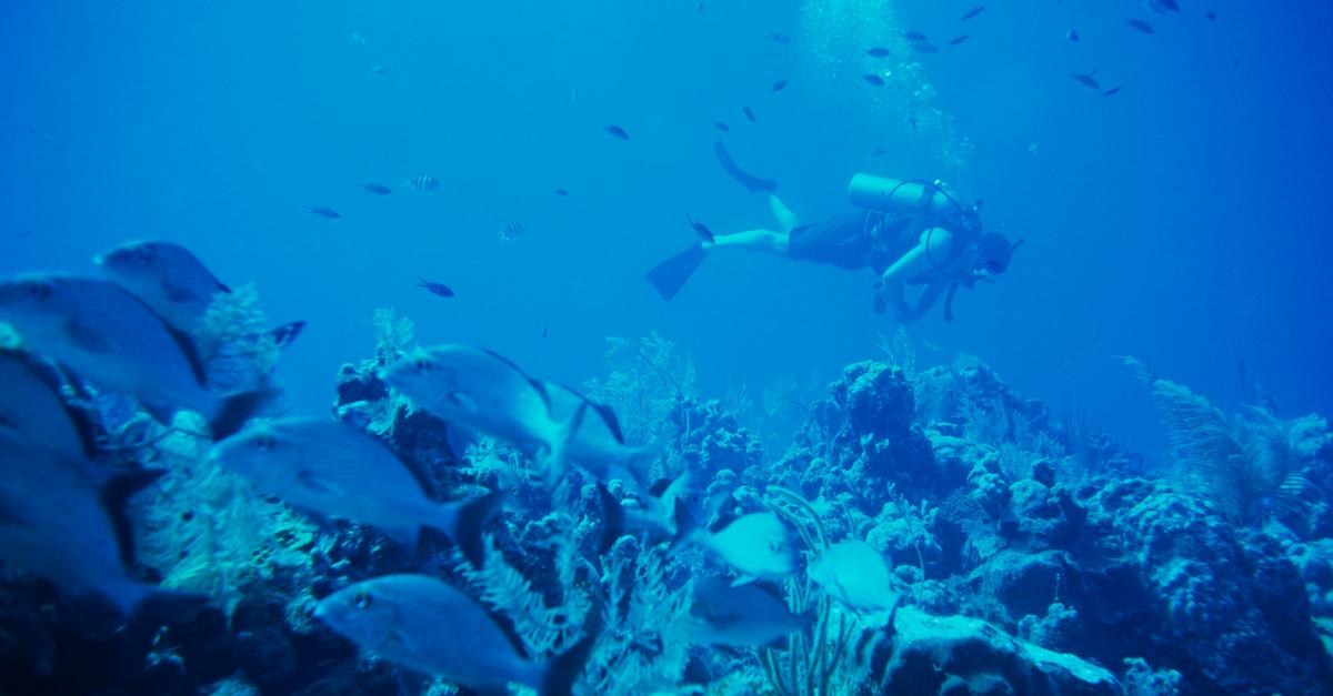 Scuba diver swimming in the ocean observing coral.