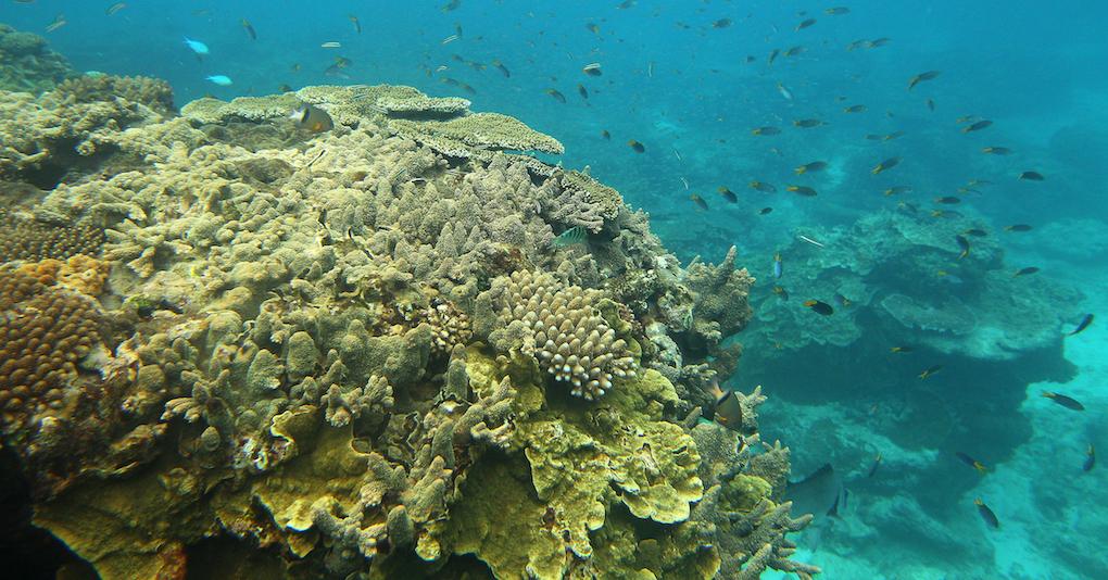 What Is Taking place to the Good Barrier Reef? Coral Bleaching