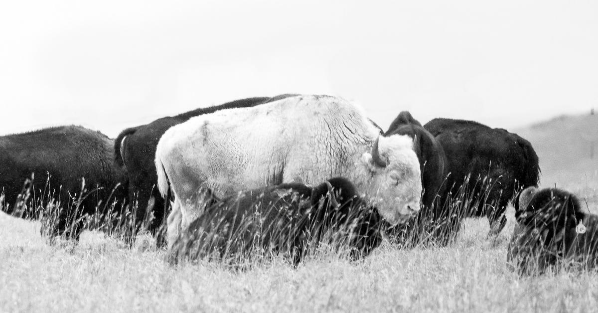 Lakota Sioux Rejoice White Buffalo Provide as A part of 2023 Prophecy